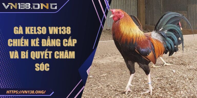 Gà Kelso VN138 - Chiến Kê Đẳng Cấp Và Bí Quyết Chăm Sóc 5 Gà Kelso VN138 - Chiến Kê Đẳng Cấp Và Bí Quyết Chăm Sóc