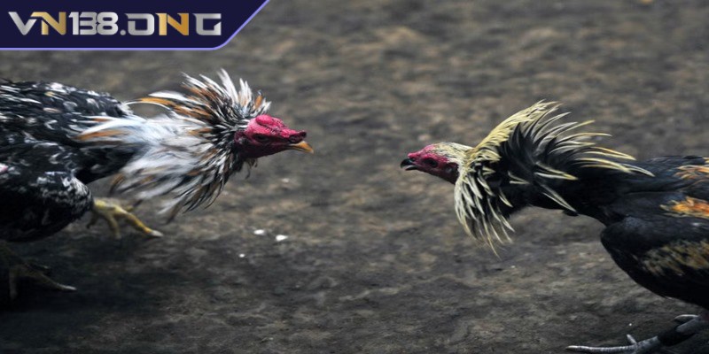 Đá gà cựa dao - Trò chơi săn thưởng cực hot hiện nay  1 Đá gà cựa dao là hình thức chọi gà vô cùng hấp dẫn và thịnh hành