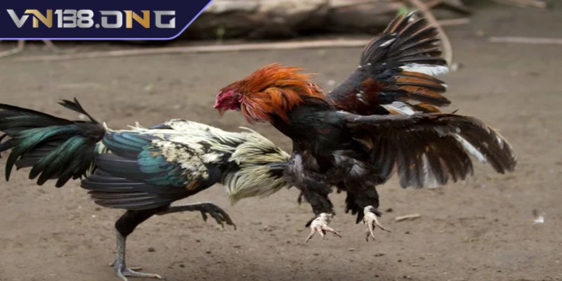 Đá gà cựa dao - Trò chơi săn thưởng cực hot hiện nay  3 Những ưu điểm của hình thức đá gà cựa dao