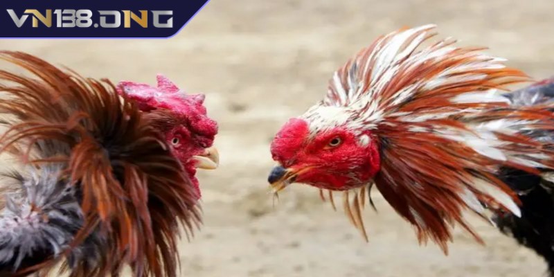 Đá gà cựa sắt mang đến các trận chiến nảy lửa, gay cấn  2 Sự hấp dẫn đặc biệt của đá gà cựa sắt