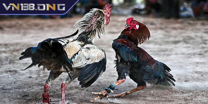 Đá gà cựa sắt mang đến các trận chiến nảy lửa, gay cấn  3 Thông tin về luật chơi đá gà cựa sắt chi tiết