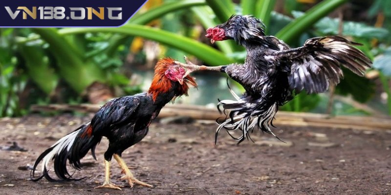 Đá gà phát lại - Trải nghiệm miễn phí, cá cược chất lượng  1 Đá gà phát lại mang đến cho người chơi trận đấu hấp dẫn được phát sóng lại