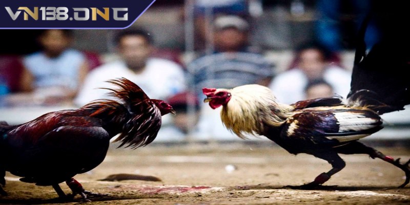 Đá gà phát lại - Trải nghiệm miễn phí, cá cược chất lượng  3 Các loại hình đá gà phát lại phổ biến nhất hiện nay