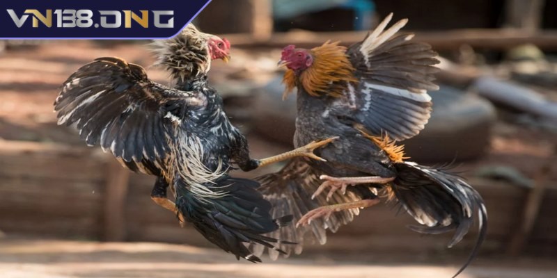 Đá gà phát lại - Trải nghiệm miễn phí, cá cược chất lượng  2 Lý do đá gà phát lại được nhiều người yêu thích