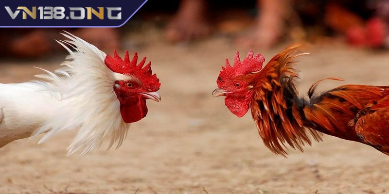 Đá gà trực tiếp C1 - Sân chơi hàng đầu dành cho anh em  1 Đá gà trực tiếp C1 là giải đấu có quy mô lớn nhất khu vực Châu Á