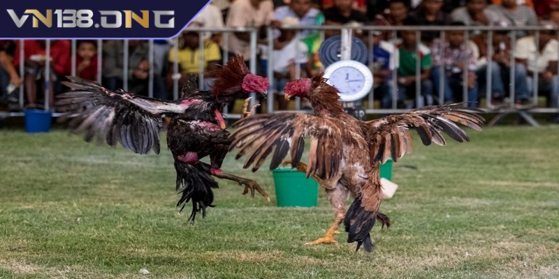 Đá gà trực tiếp C1 - Sân chơi hàng đầu dành cho anh em  3 Kèo cược được sử dụng trong đá gà trực tiếp C1