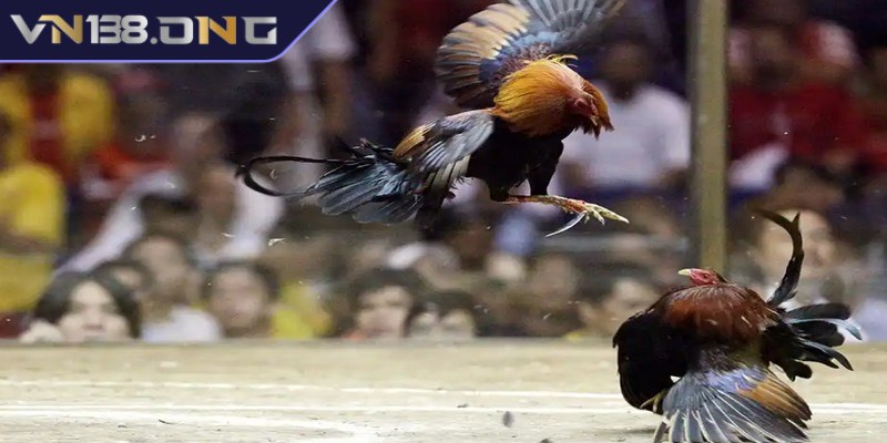 Đá gà trực tiếp C1 - Sân chơi hàng đầu dành cho anh em  2 Sức hút lớn của đá gà trực tiếp C1