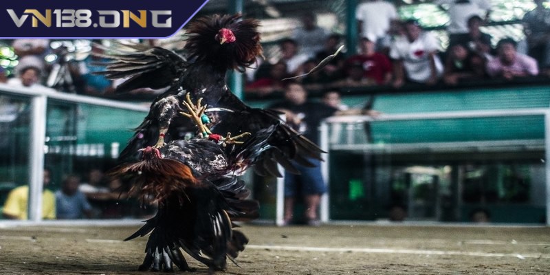 Tường thuật đá gà - Trải nghiệm không khí sôi động  2 Tại sao nên lựa chọn xem tường thuật đá gà trực tiếp