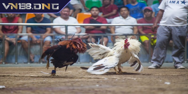 Tường thuật đá gà - Trải nghiệm không khí sôi động  1 Tường thuật đá gà là chính là biến một trận đấu chọi gà thành một màn trình diễn
