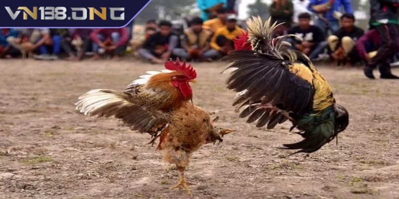 Tường thuật đá gà - Trải nghiệm không khí sôi động  3 Tường thuật trực tiếp đá gà Philippines
