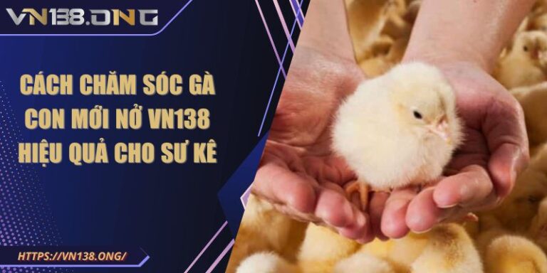 Cách Chăm Sóc Gà Con Mới Nở VN138 Hiệu Quả Cho Sư Kê 6 Cách chăm sóc gà con mới nở VN138