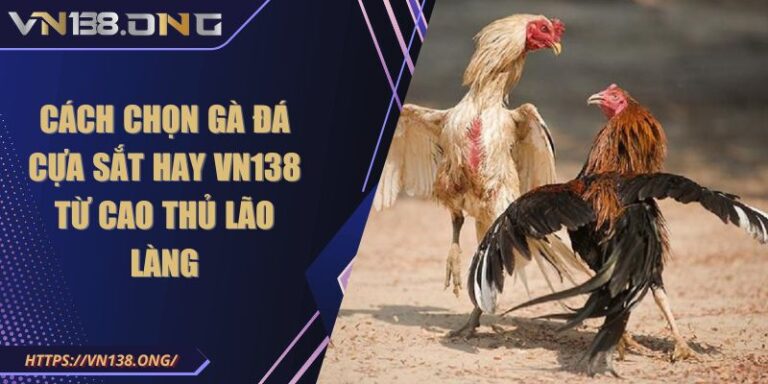 Cách Chọn Gà Đá Cựa Sắt Hay VN138 Từ Cao Thủ Lão Làng 3 cách chọn gà đá cựa sắt hay VN138