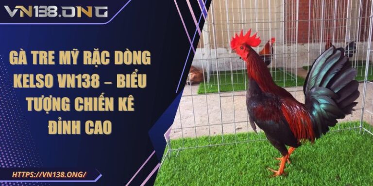 Gà Tre Mỹ Rặc Dòng Kelso VN138 – Biểu Tượng Chiến Kê Đỉnh Cao 4 gà Tre mỹ rặc dòng Kelso VN138